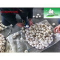 China Pure White Garlic 5.5cm 10kg ctn loose packing